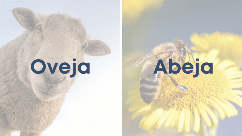 oveja-y-abeja oveja-y-abeja