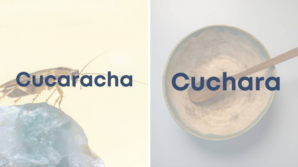 cucaracha-y-cuchara