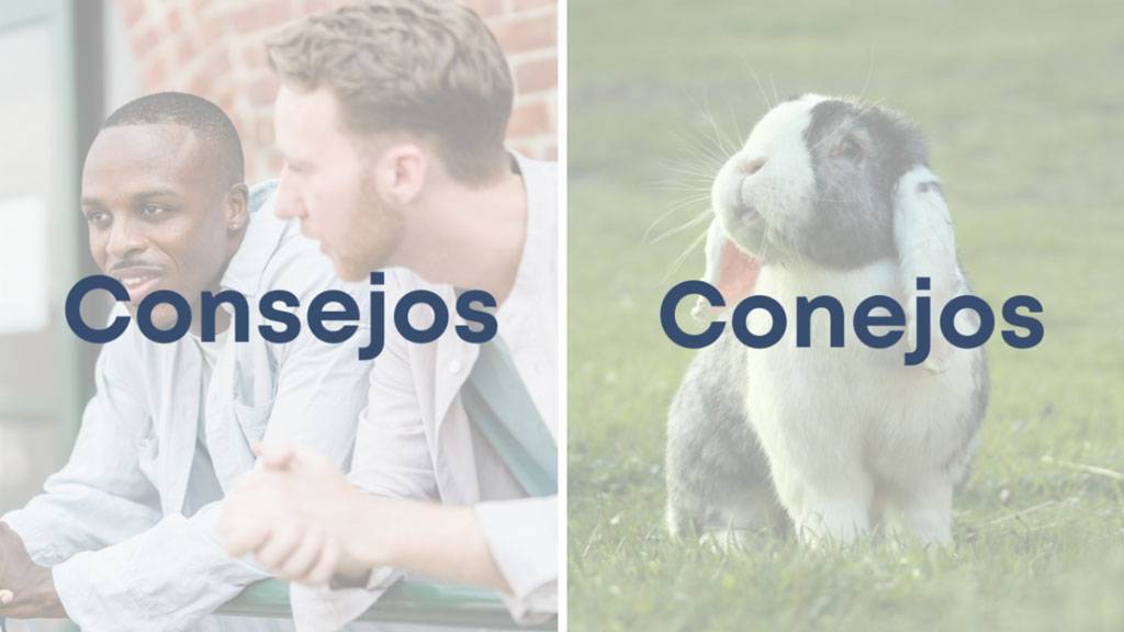 consejos-y-conejos