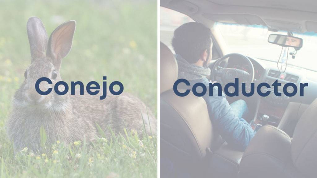 conejo-y-conductor