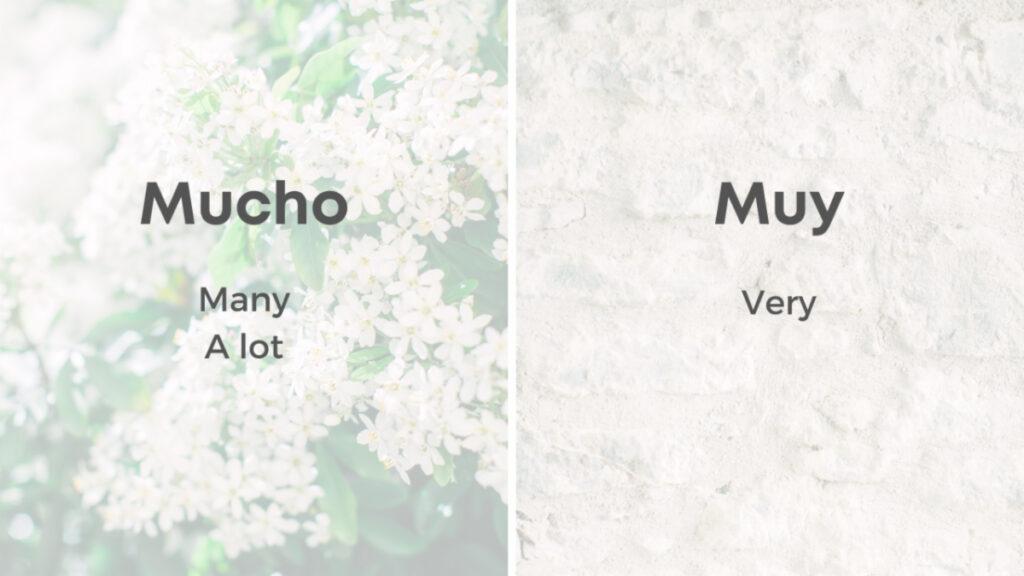 Much and Muy