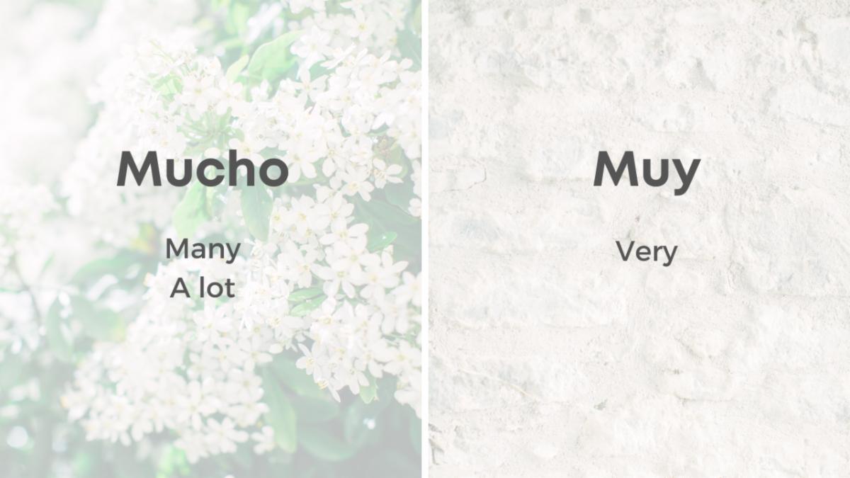 Much and Muy