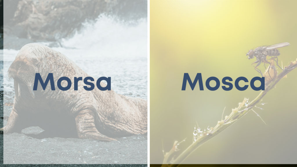 Morsa y Mosca