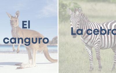 Weekly Word Challenge – Canguro Y Cebra