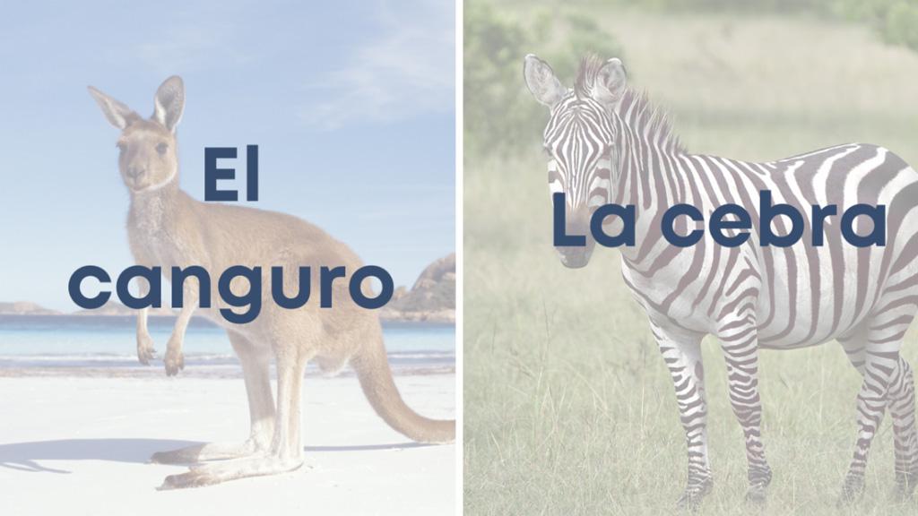 Canguro Y Cebra