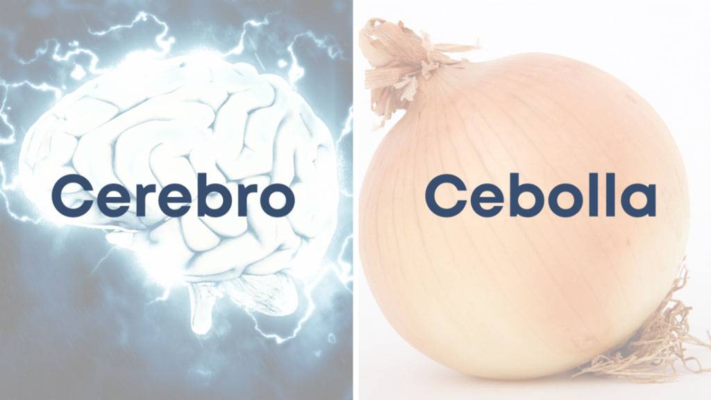 Cerebro Y Cebolla