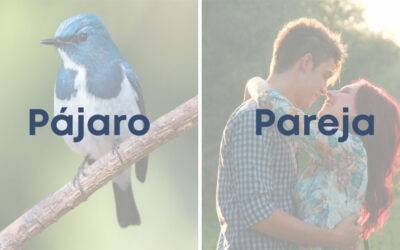 Weekly Word Challenge – Pajaro Y Pareja