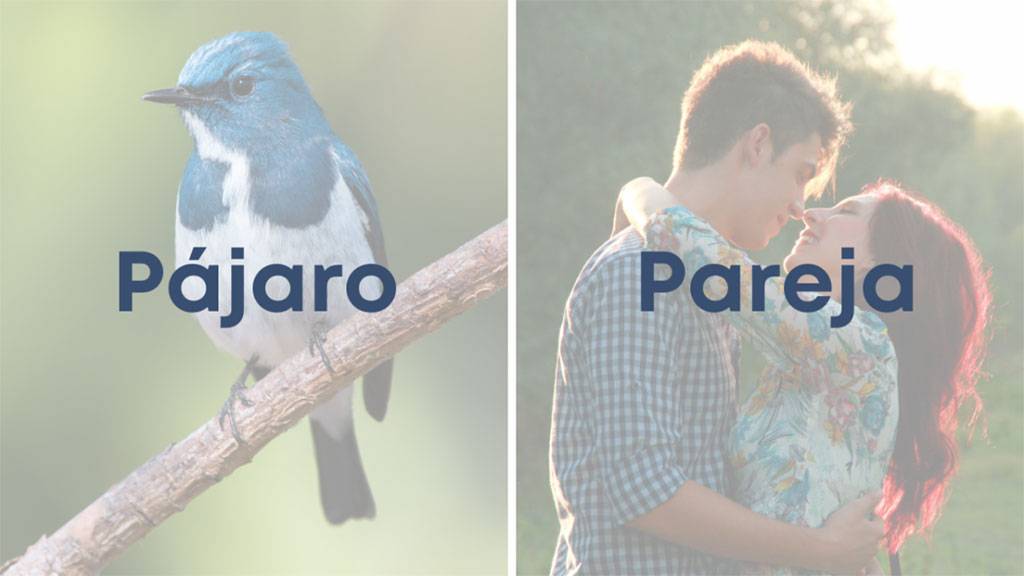 Pajaro-Y-Pareja Pajaro Y Pareja