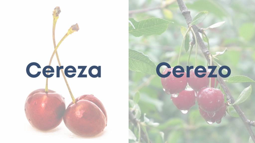 Cereza-y-cerezo Cereza y cerezo
