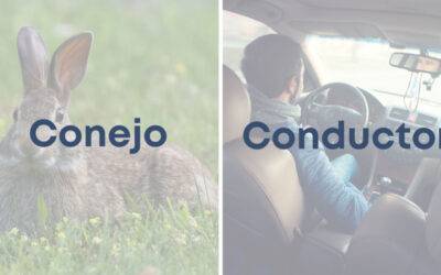 Weekly Word Challenge – Conejo y Conductor