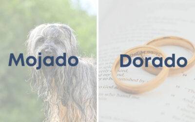 Weekly Word Challenge – Mojado y Dorado